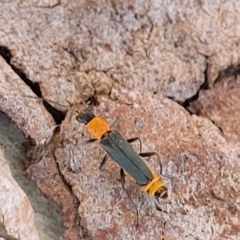 Chauliognathus tricolor at Lyneham, ACT - 23 Mar 2022