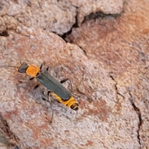 Chauliognathus tricolor at Lyneham, ACT - 23 Mar 2022