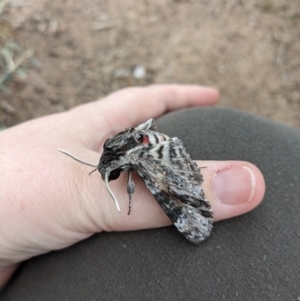 Agrius convolvuli at Moncrieff, ACT - 24 Mar 2022