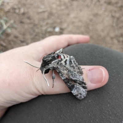 Agrius convolvuli (Convolvulus Hawk Moth) at Moncrieff, ACT - 23 Mar 2022 by JoAllton