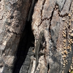 Pseudemoia spenceri (Spencer's Skink) at Booth, ACT - 22 Mar 2022 by heatherb1997