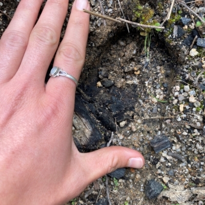 Unidentified Feral hoofed introduced mammal at Rendezvous Creek, ACT - 15 Mar 2022 by heatherb1997