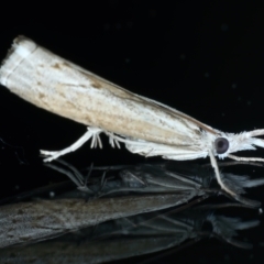 Culladia cuneiferellus (Crambinae moth) at Ainslie, ACT - 18 Oct 2021 by jb2602