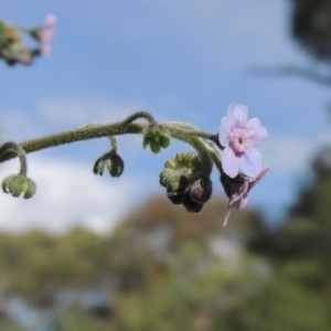 Cynoglossum australe at Paddys River, ACT - 30 Nov 2021