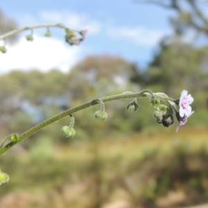 Cynoglossum australe at Paddys River, ACT - 30 Nov 2021 04:48 PM