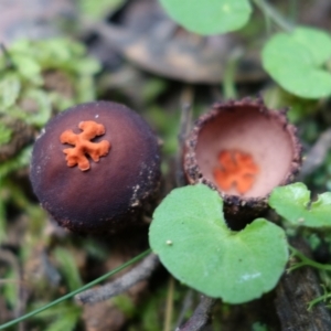 Calostoma fuscum at Paddys River, ACT - 23 Mar 2022