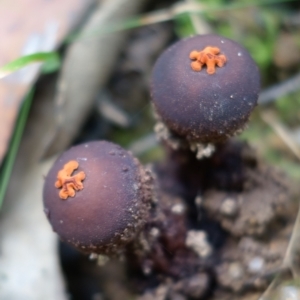 Calostoma fuscum at Paddys River, ACT - 23 Mar 2022