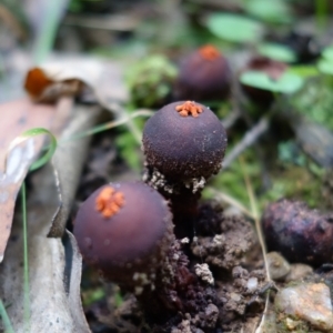 Calostoma fuscum at Paddys River, ACT - 23 Mar 2022