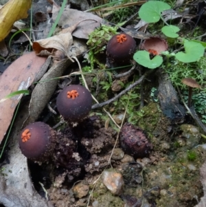 Calostoma fuscum at Paddys River, ACT - 23 Mar 2022