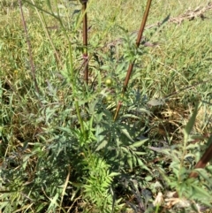 Bidens subalternans at Whitlam, ACT - 23 Mar 2022