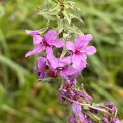 Lythrum salicaria (Purple Loosestrife) at Burra, NSW - 24 Mar 2022 by Steve_Bok