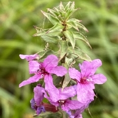 Lythrum salicaria at Burra, NSW - 24 Mar 2022