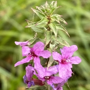 Lythrum salicaria at Burra, NSW - 24 Mar 2022