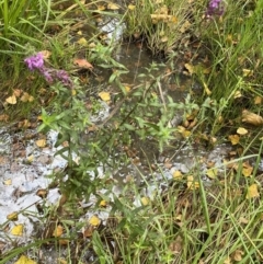 Lythrum salicaria at Burra, NSW - 24 Mar 2022