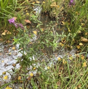 Lythrum salicaria at Burra, NSW - 24 Mar 2022