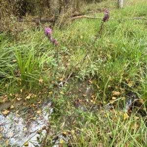 Lythrum salicaria at Burra, NSW - 24 Mar 2022