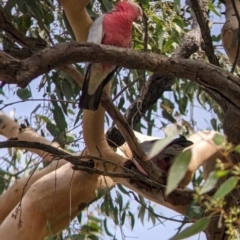 Eolophus roseicapilla (Galah) at Springdale Heights, NSW - 24 Mar 2022 by Darcy