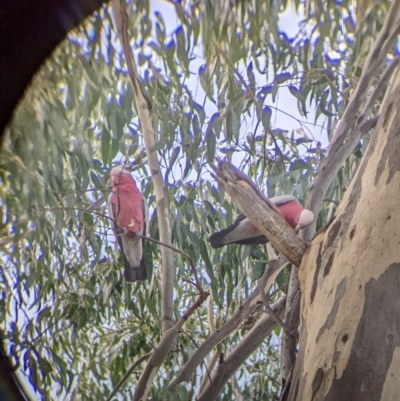 Eolophus roseicapilla (Galah) at Lavington, NSW - 24 Mar 2022 by Darcy