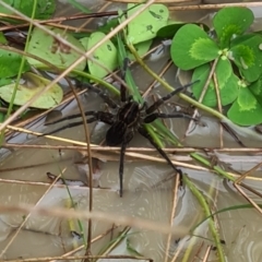 Dolomedes sp. (genus) (Fishing spider) at Molonglo Valley, ACT - 24 Mar 2022 by galah681