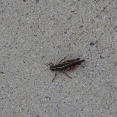 Phaulacridium vittatum (Wingless Grasshopper) at Cotter River, ACT - 21 Mar 2022 by GirtsO