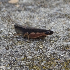 Phaulacridium vittatum at Cotter River, ACT - 21 Mar 2022 03:57 PM