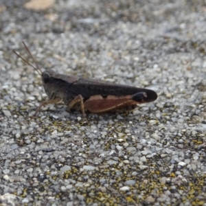 Phaulacridium vittatum at Cotter River, ACT - 21 Mar 2022 03:57 PM