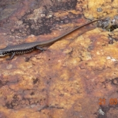 Eulamprus heatwolei at Cotter River, ACT - 21 Mar 2022