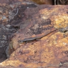 Eulamprus heatwolei at Cotter River, ACT - 21 Mar 2022