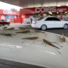 Conocephalus sp. (genus) (A Tussock Katydid) at Dickson, ACT - 23 Mar 2022 by mcosgrove