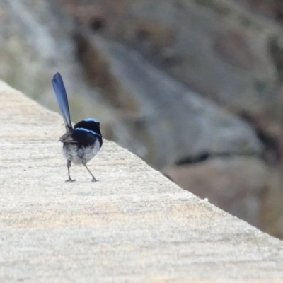 Malurus cyaneus (Superb Fairywren) at Cotter River, ACT - 21 Mar 2022 by GirtsO