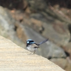 Malurus cyaneus at Cotter River, ACT - 21 Mar 2022 04:16 PM