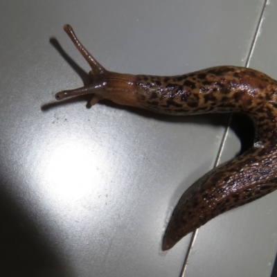 Limax maximus (Leopard Slug, Great Grey Slug) at Tidbinbilla Nature Reserve - 10 Mar 2022 by Christine