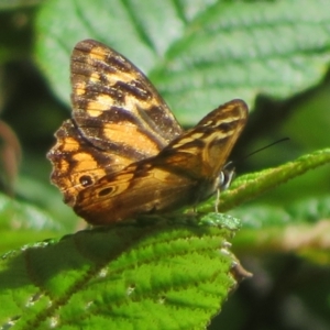 Heteronympha banksii at Paddys River, ACT - 11 Mar 2022