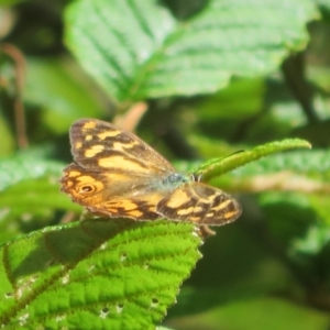 Heteronympha banksii at Paddys River, ACT - suppressed