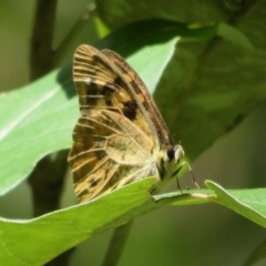 Heteronympha banksii at Paddys River, ACT - 11 Mar 2022