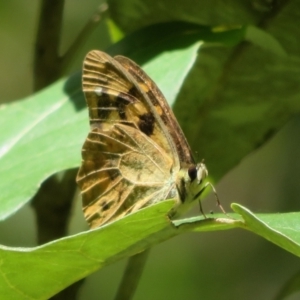 Heteronympha banksii at Paddys River, ACT - 11 Mar 2022