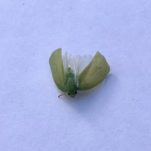 Siphanta sp. (genus) at Aranda, ACT - 24 Mar 2022 04:28 PM