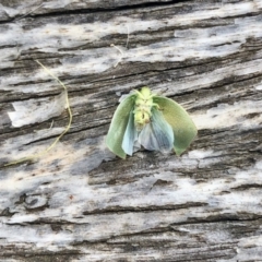 Siphanta sp. (genus) at Aranda, ACT - 24 Mar 2022 04:28 PM