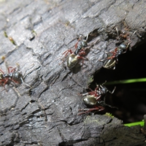 Dolichoderus doriae at Paddys River, ACT - 11 Mar 2022 12:24 PM