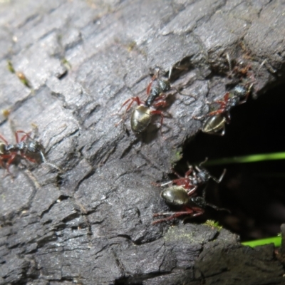 Dolichoderus doriae (Dolly ant) at Paddys River, ACT - 11 Mar 2022 by Christine