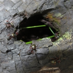 Dolichoderus doriae at Paddys River, ACT - 11 Mar 2022 12:24 PM