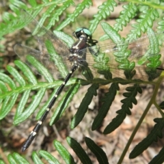 Eusynthemis guttata (Southern Tigertail) at Paddys River, ACT - 11 Mar 2022 by Christine