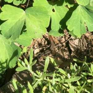 Lampropholis guichenoti at Aranda, ACT - 23 Mar 2022