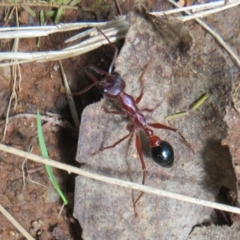 Myrmecia forficata (A Bull ant) at Paddys River, ACT - 11 Mar 2022 by Christine