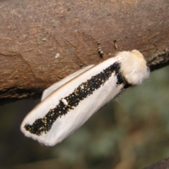 Oenosandra boisduvalii (Boisduval's Autumn Moth) at Kambah, ACT - 22 Mar 2022 by MatthewFrawley