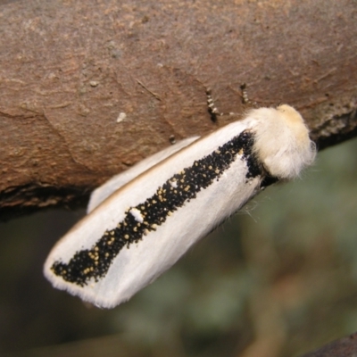 Oenosandra boisduvalii (Boisduval's Autumn Moth) at Kambah, ACT - 22 Mar 2022 by MatthewFrawley