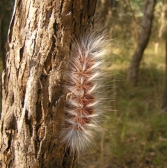 Anthela varia (Hairy Mary) at Kambah, ACT - 22 Mar 2022 by MatthewFrawley