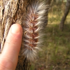 Anthela varia at Kambah, ACT - 22 Mar 2022