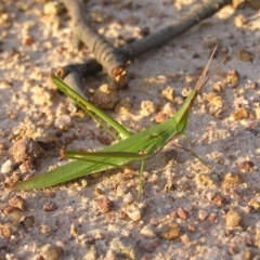 Acrida conica at Kambah, ACT - 22 Mar 2022 06:30 PM