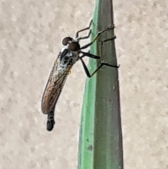 Cerdistus sp. (genus) (Slender Robber Fly) at Molonglo Valley, ACT - 19 Jan 2022 by galah681